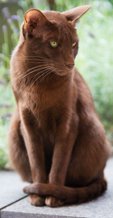 Коты из сети