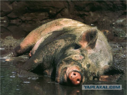 Нужен помощник по хозяйству, Воронежская область