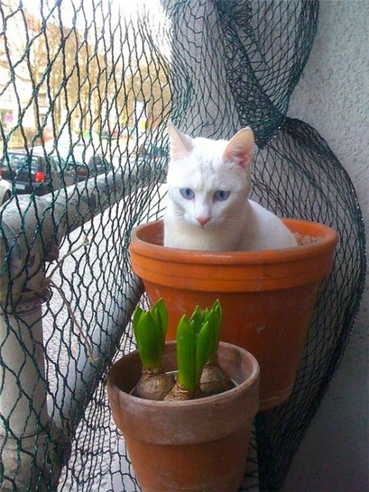 Коты и Кошки