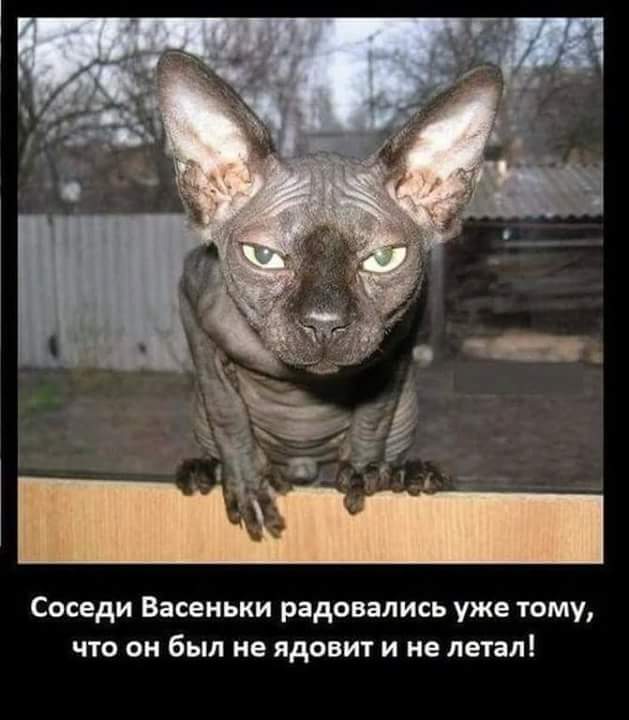Котовторник 30.05.2017