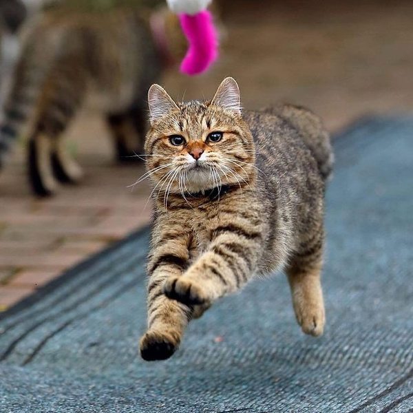 Коты и Кошки