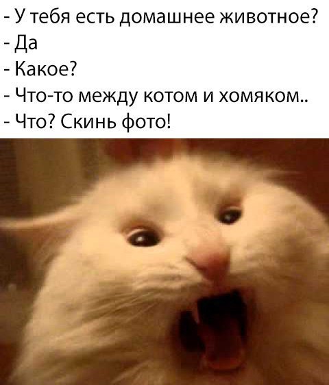 Подборка забавных животных