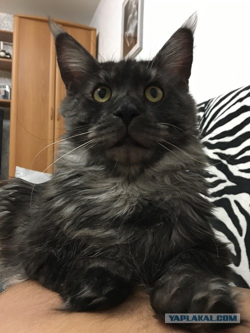 Котовторник 24.10.2017