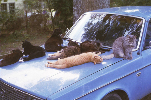 Про котов...