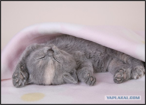 Даёшь Котовторник на ЯПе! (29.07.08)