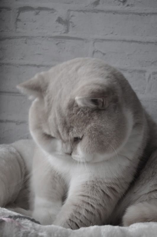 Прикольных котов пост