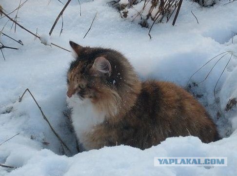 Когда за окном -50