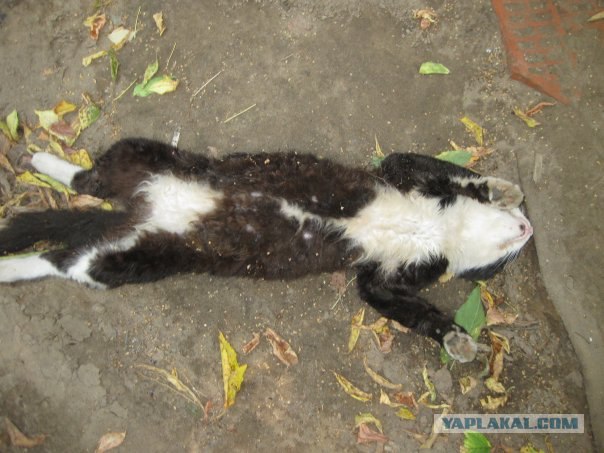 Котовторник! 08.11.11