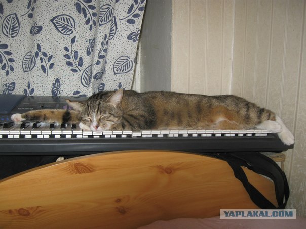 Котовторник (21.02.2012)