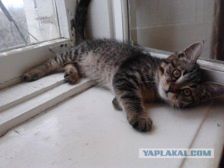 Котовторник 8 мая 2012