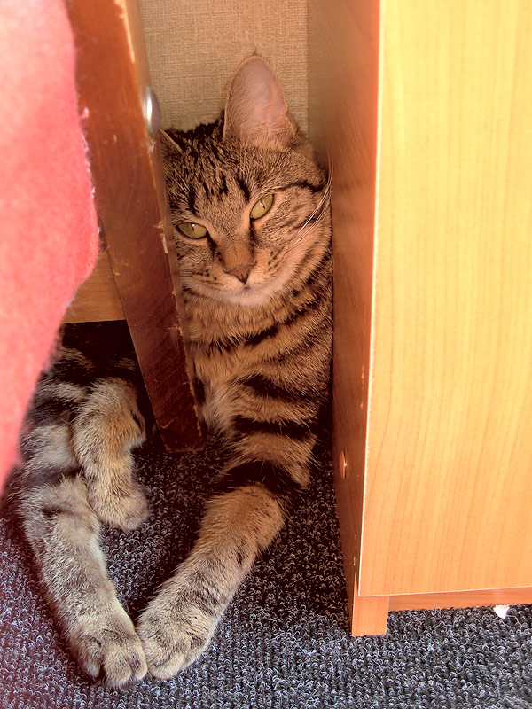 Котовторник 11.09.2012