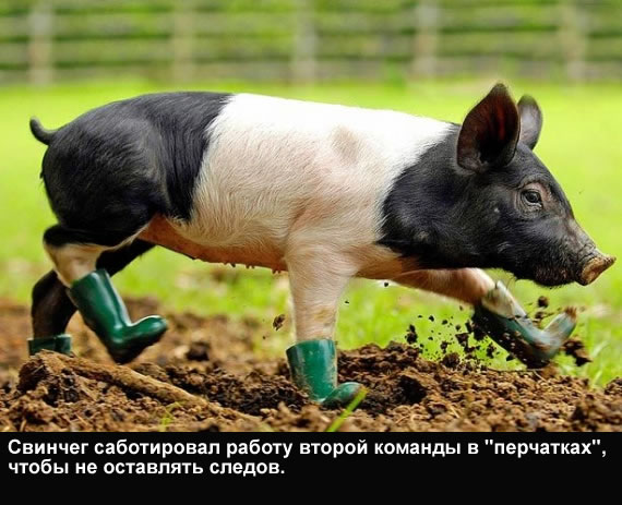 Битва Фотожаберов 2! Анонс и обсуждение