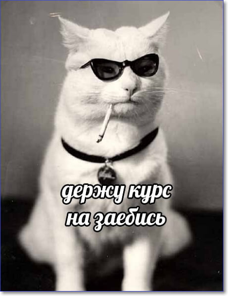Применим физику в постели или белка и стрелка. Картинки