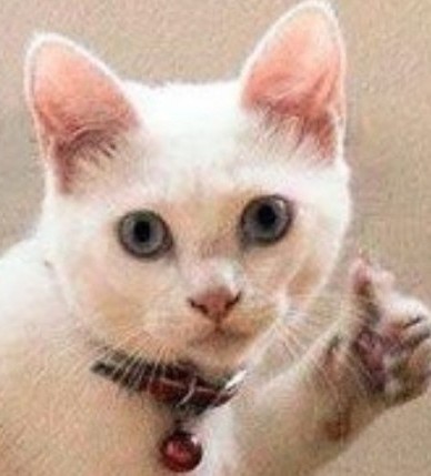 Медведи, это как котики, только медведи