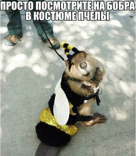 Древние мемы с ВК. Для тех кто забыл #6