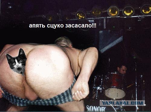 Фотожаба: Кот