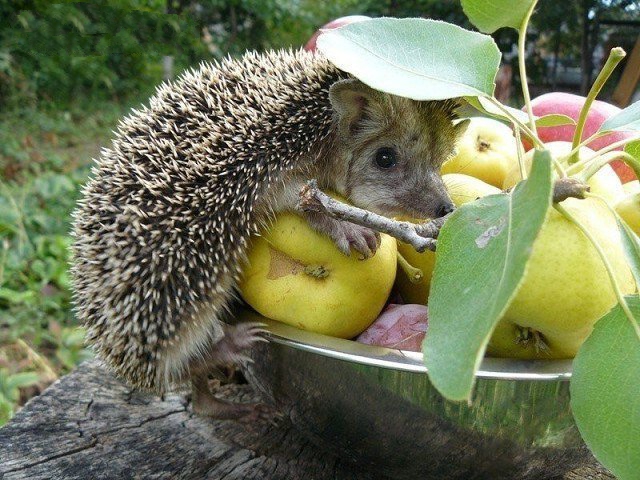 Эти забавные животные