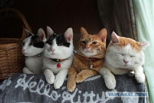 Кошачье спокойствие