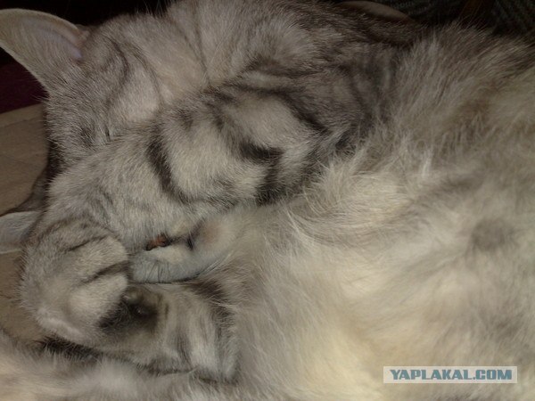 Котик не продаётся