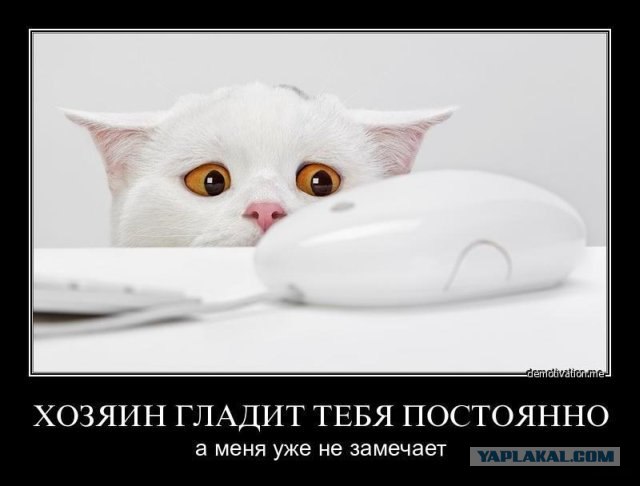 Самый грустный кот