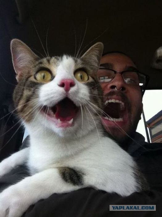 5 кошачьих лет в одном видео