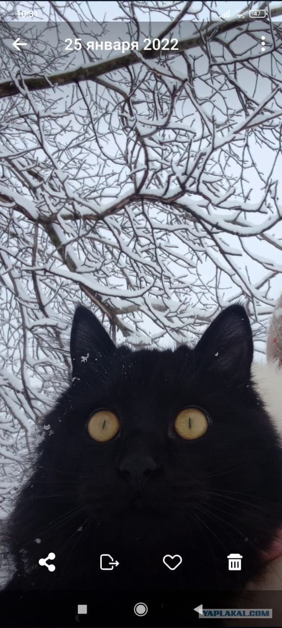 Хоть и не котовторник