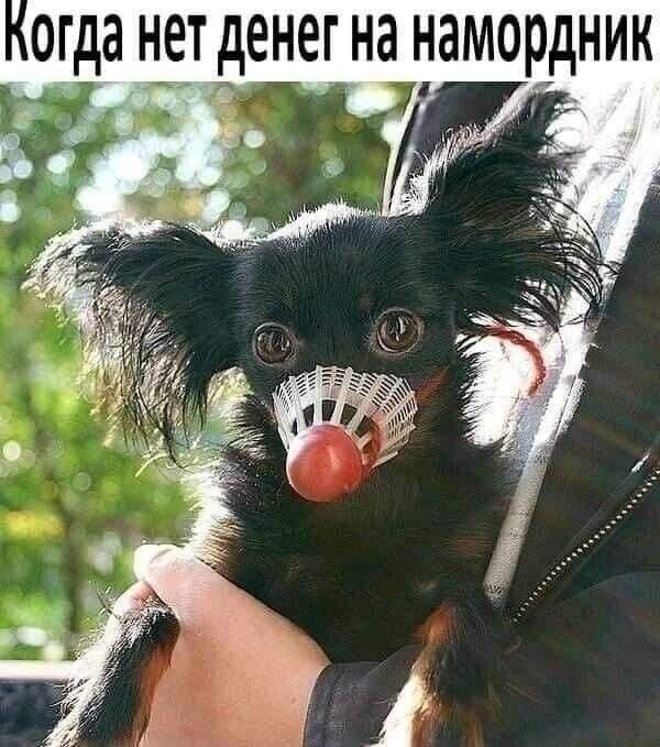 Весёлый полтишок 28.09.23