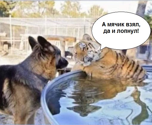 В жизни нужно просто достичь того же уровня счастья, как у тигра, который плавает с большим мячом