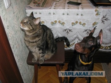 А у Даны д.р. Ей 10 лет!
