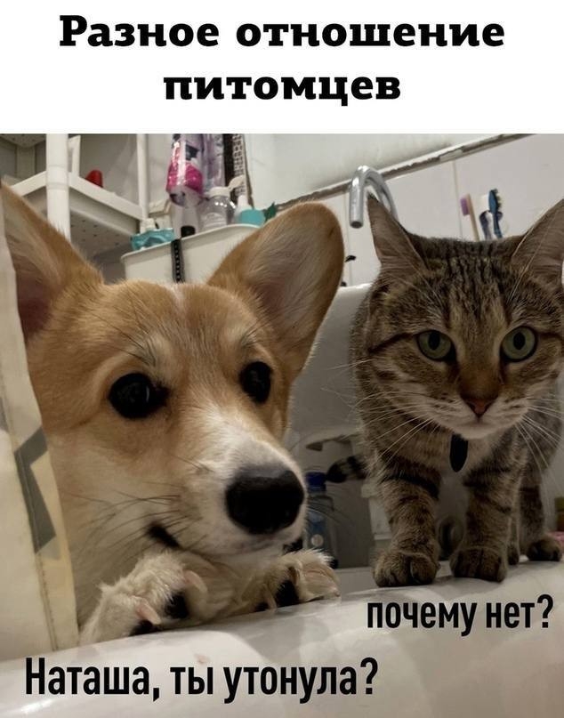 К котовторнику: подборка картинок-баянов с котиками и про котиков. Выпуск 2.