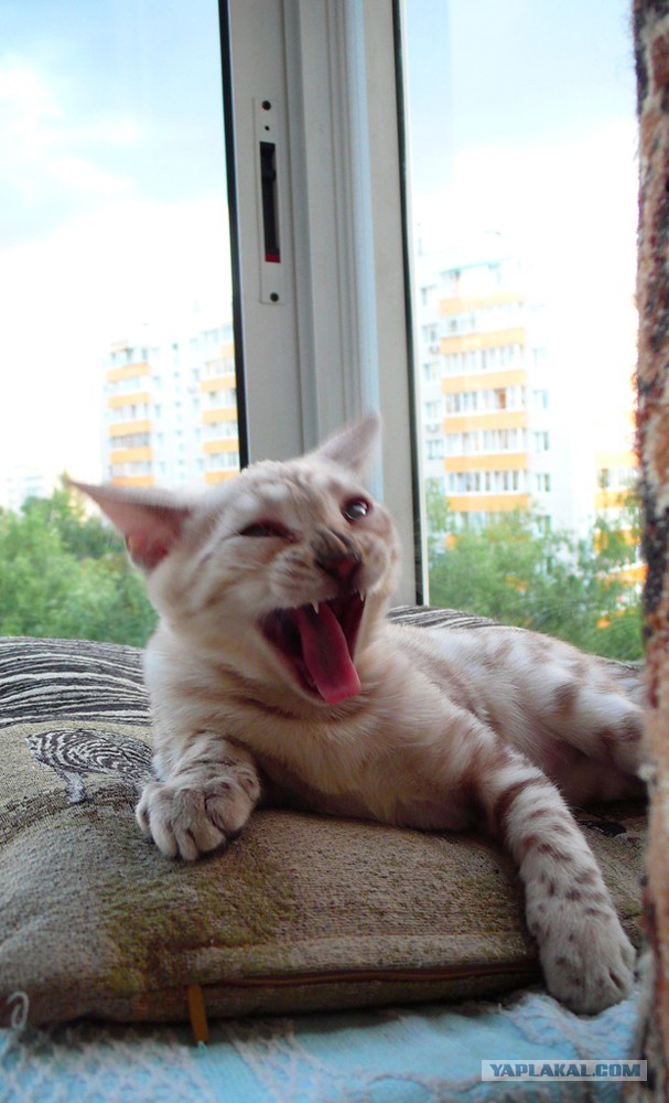 О бенгальских котах на наглядном примере