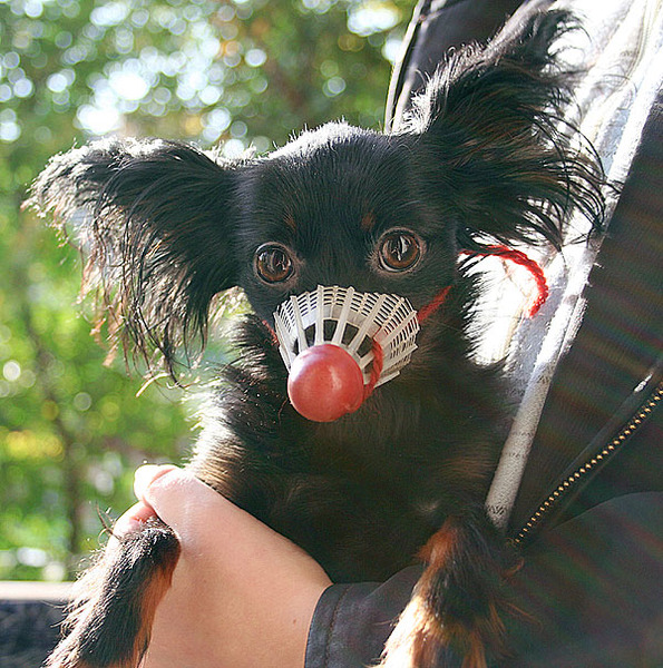 Бойцовская собака при своей хозяйке напала и изуродовала 9 летнюю девочку
