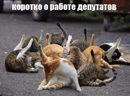Дума подготовила запрет кормить животных возле многоквартирных домов