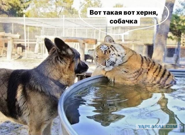 На судебном заседании об убийстве детским тренером росгвардейца распустили 3 коллегию присяжных