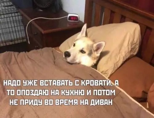 Картиночки, баянчики 29 января