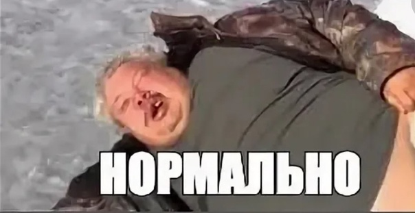 А вы слышали, как мурчат морские котики?