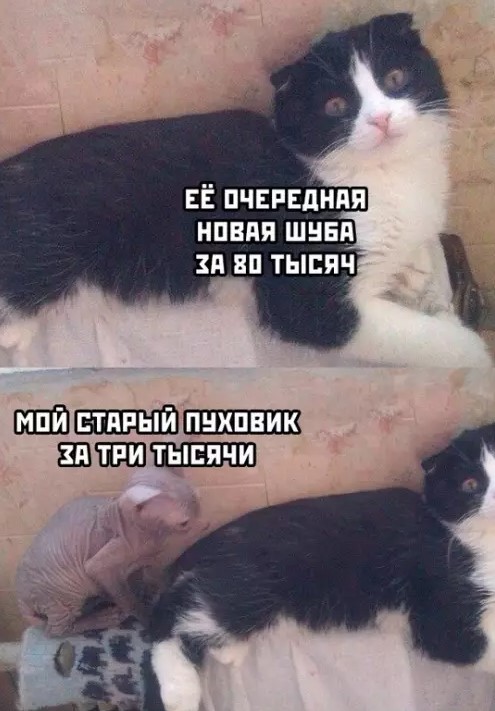 Картиночки, баянчики 23 марта