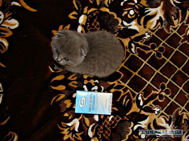 Было — Стало (котовторник)