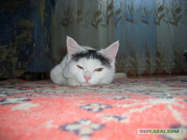 Котовторник  28.01.14