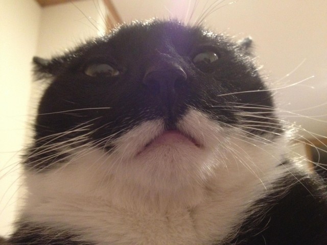 Коты ученых