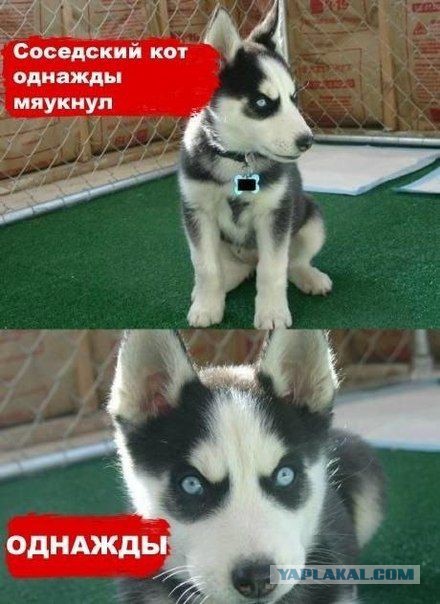 Тема для юмора
