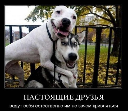 Капля позитива