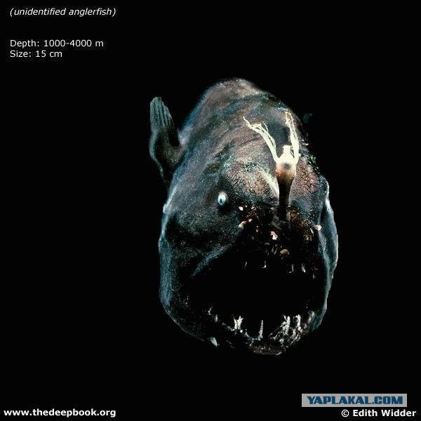 Марианская впадина