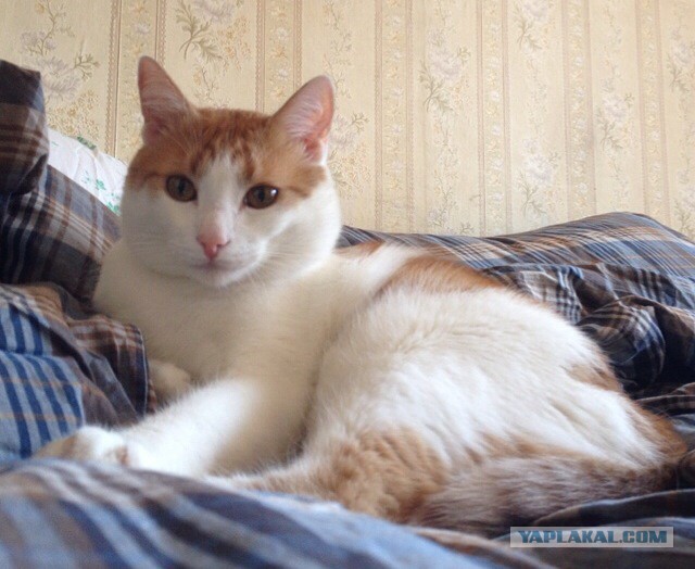 Котовторник 22.07.14