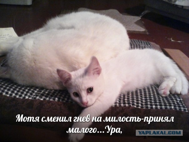 Котовторник 05.08.2014