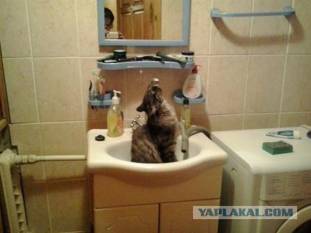 Котовторник 23.12.2014