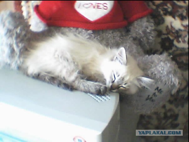 Котовторник