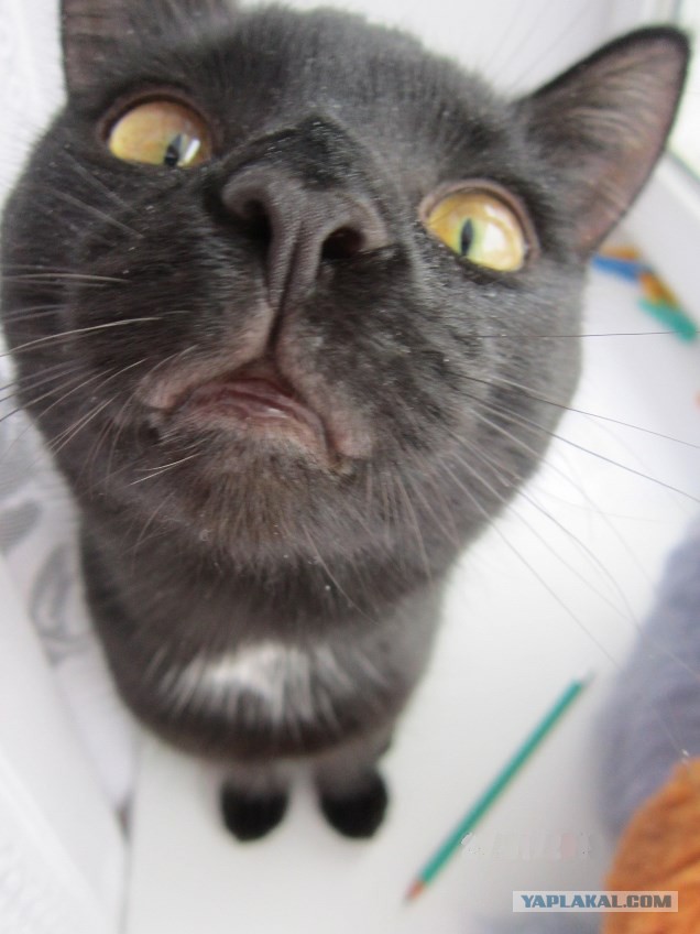 Уездные коты и кошки