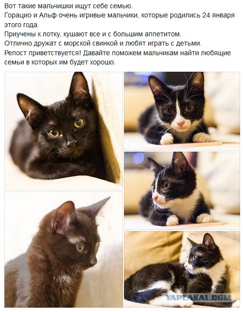 Котовторник 28.04.2015