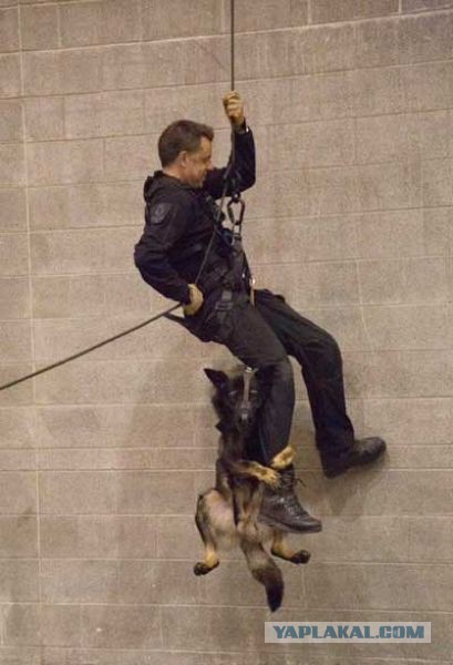 Собакочетверг же, ау!